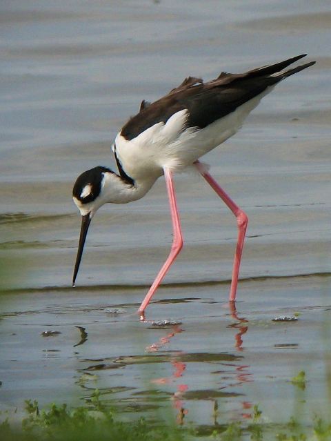 Black-necked Stilt Black-necked Stilt